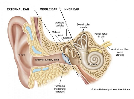 ear anatomy